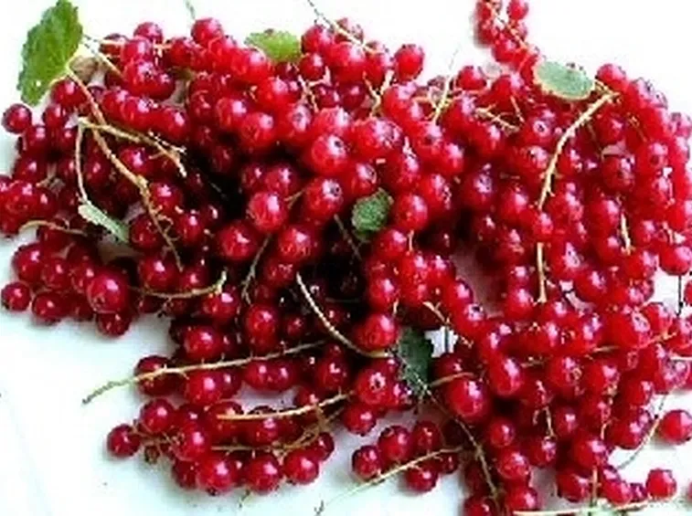 Ribes rosso-3