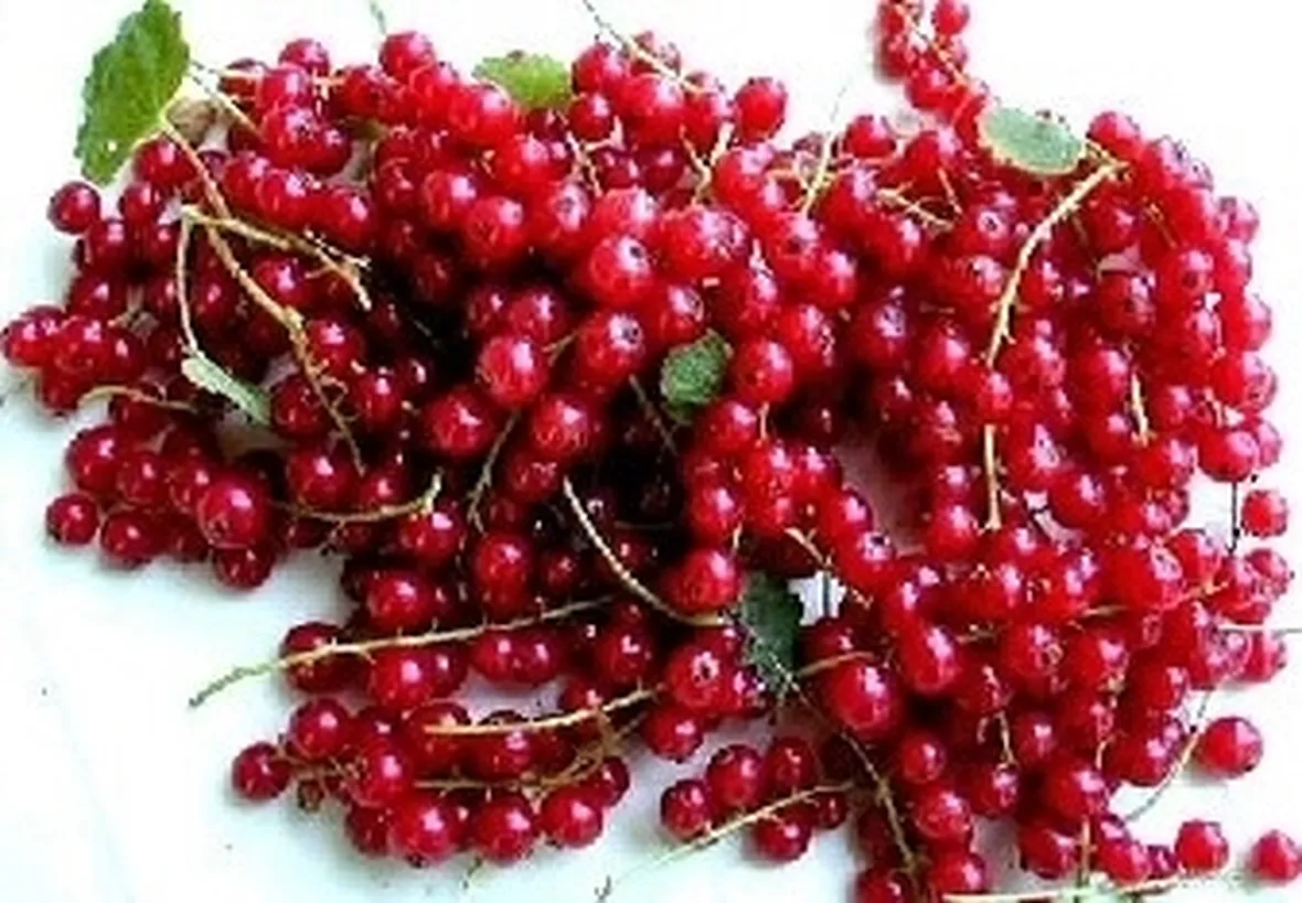 Ribes rosso-3