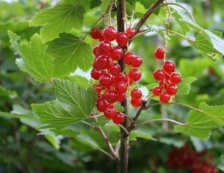 Ribes rosso-4