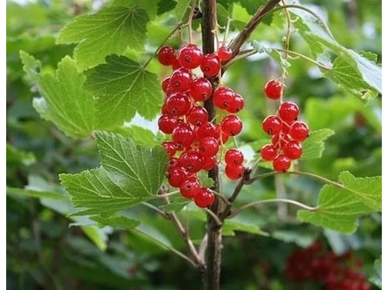 Ribes rosso-4