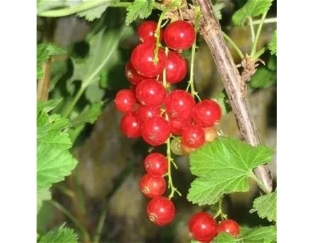 Ribes rosso-5