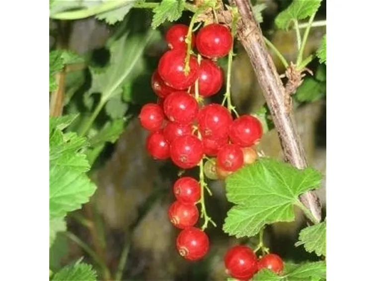 Ribes rosso-5