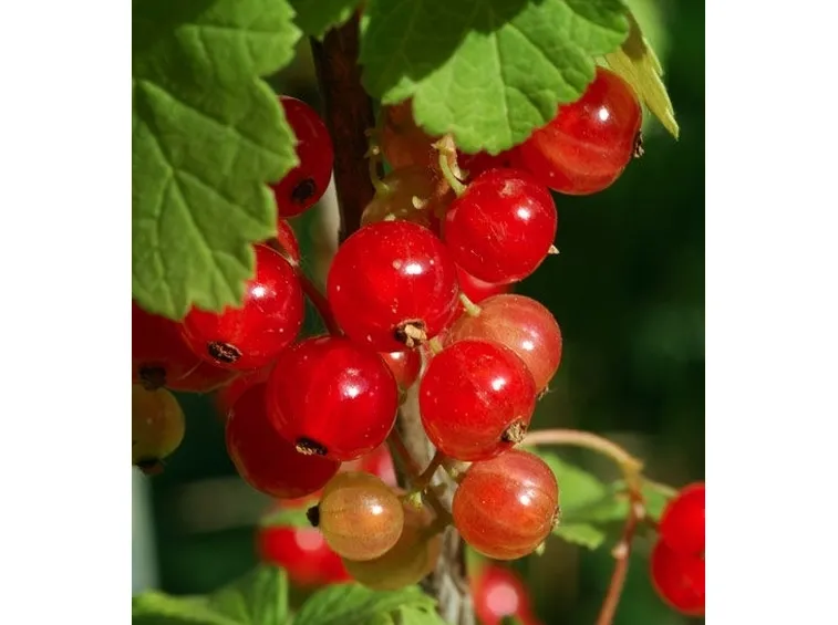 Ribes rosso-9