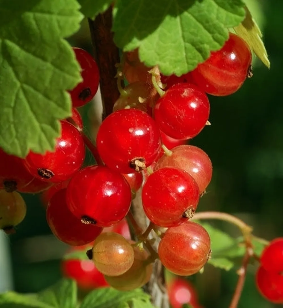 Ribes rosso-9