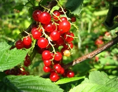 Ribes rosso