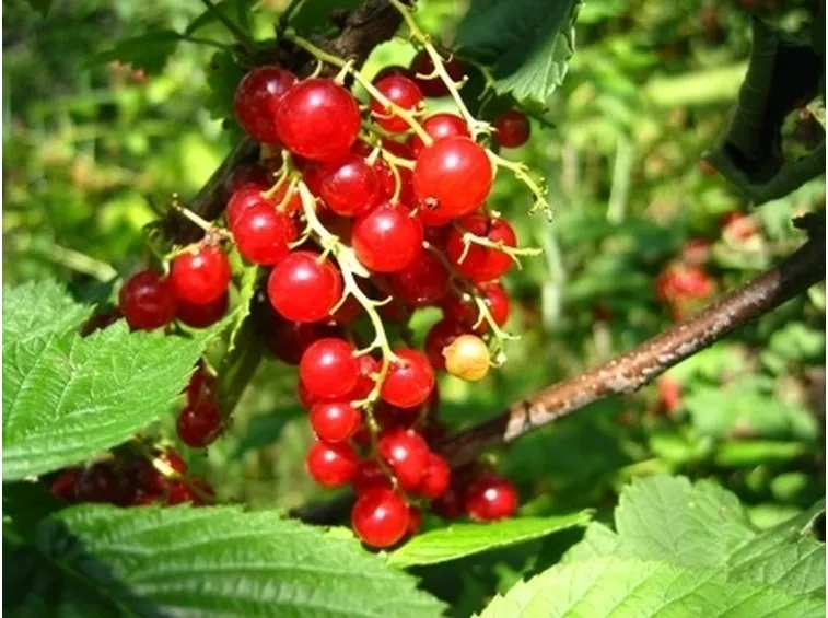Ribes rosso