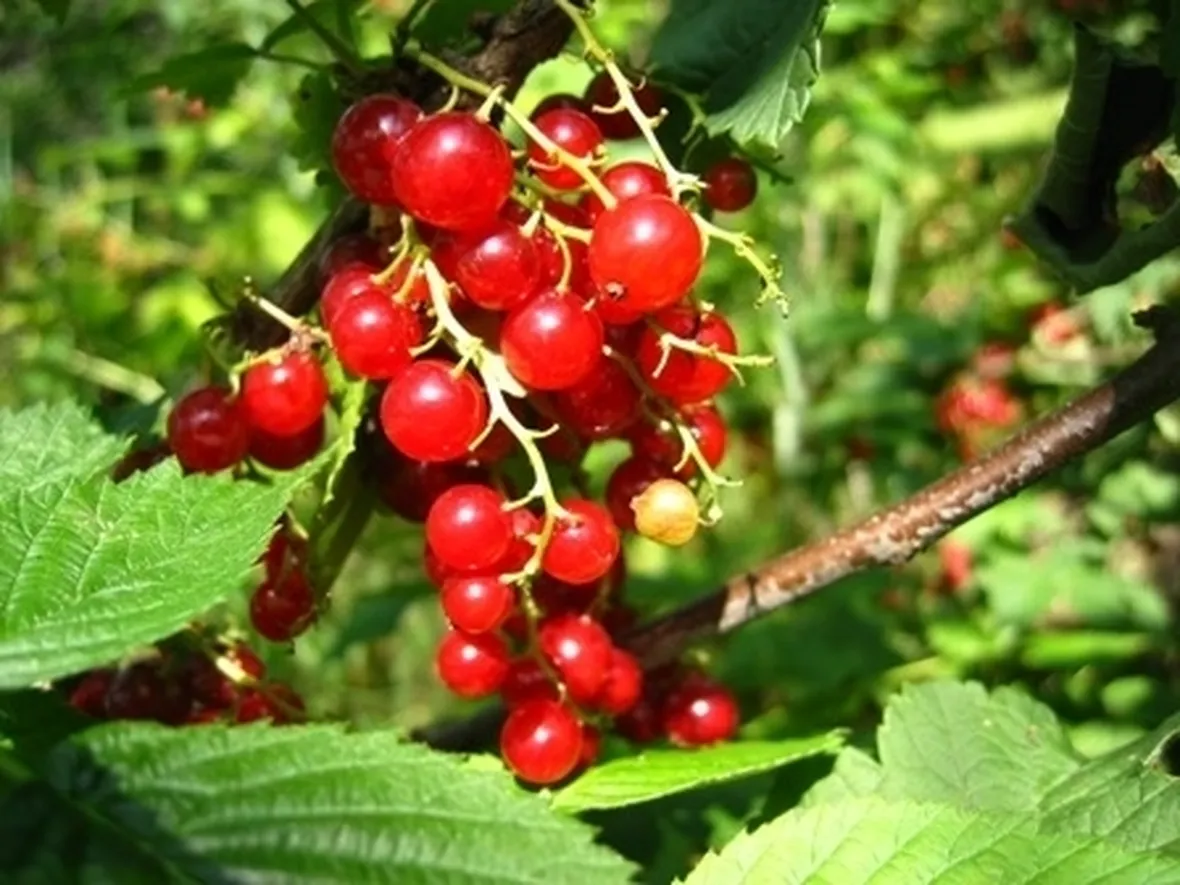 Ribes rosso