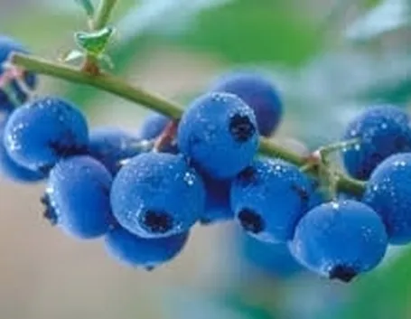 Succo di mirtillo per cistite