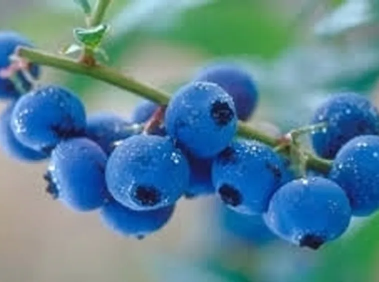 Succo di mirtillo per cistite
