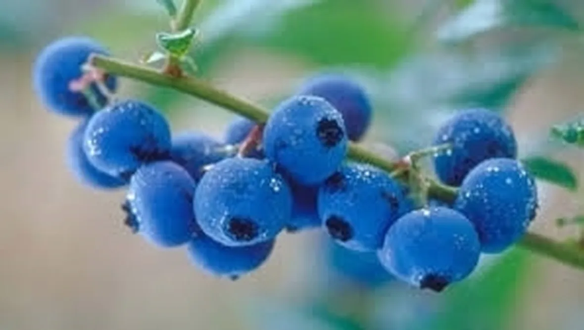 Succo di mirtillo per cistite
