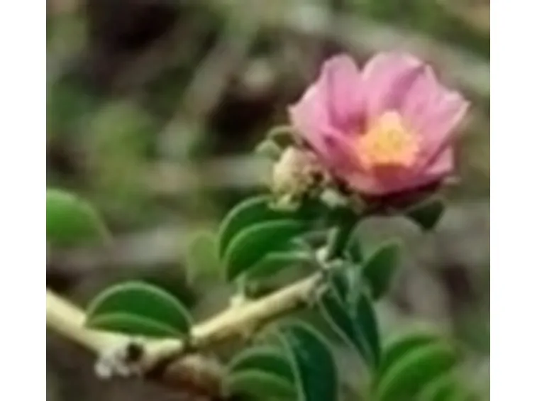 Genealogia dell'uva spina