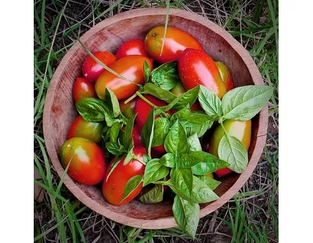 pomodoro coltivazione-5