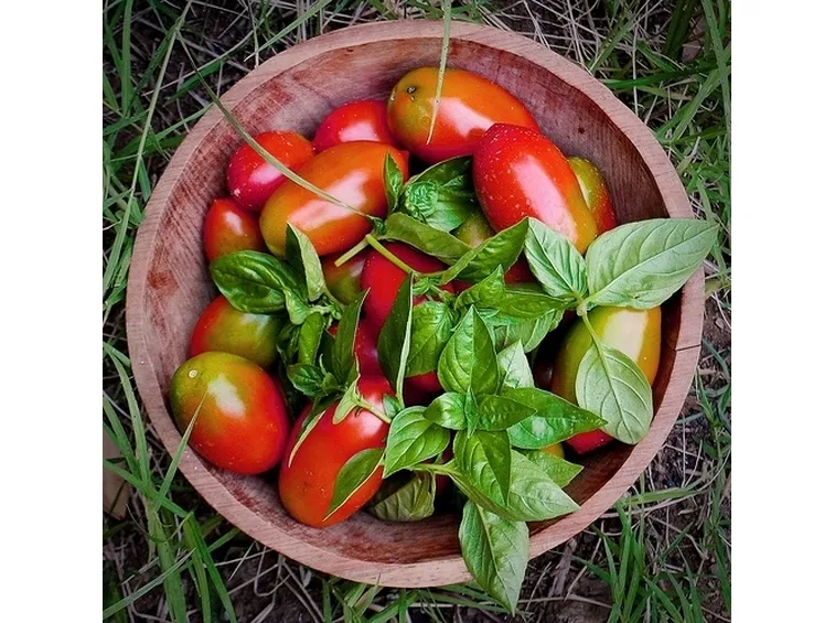 pomodoro coltivazione-5
