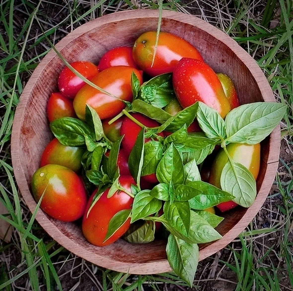 pomodoro coltivazione-5