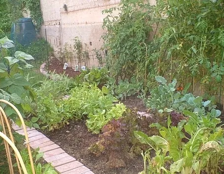 pomodoro coltivazione-6