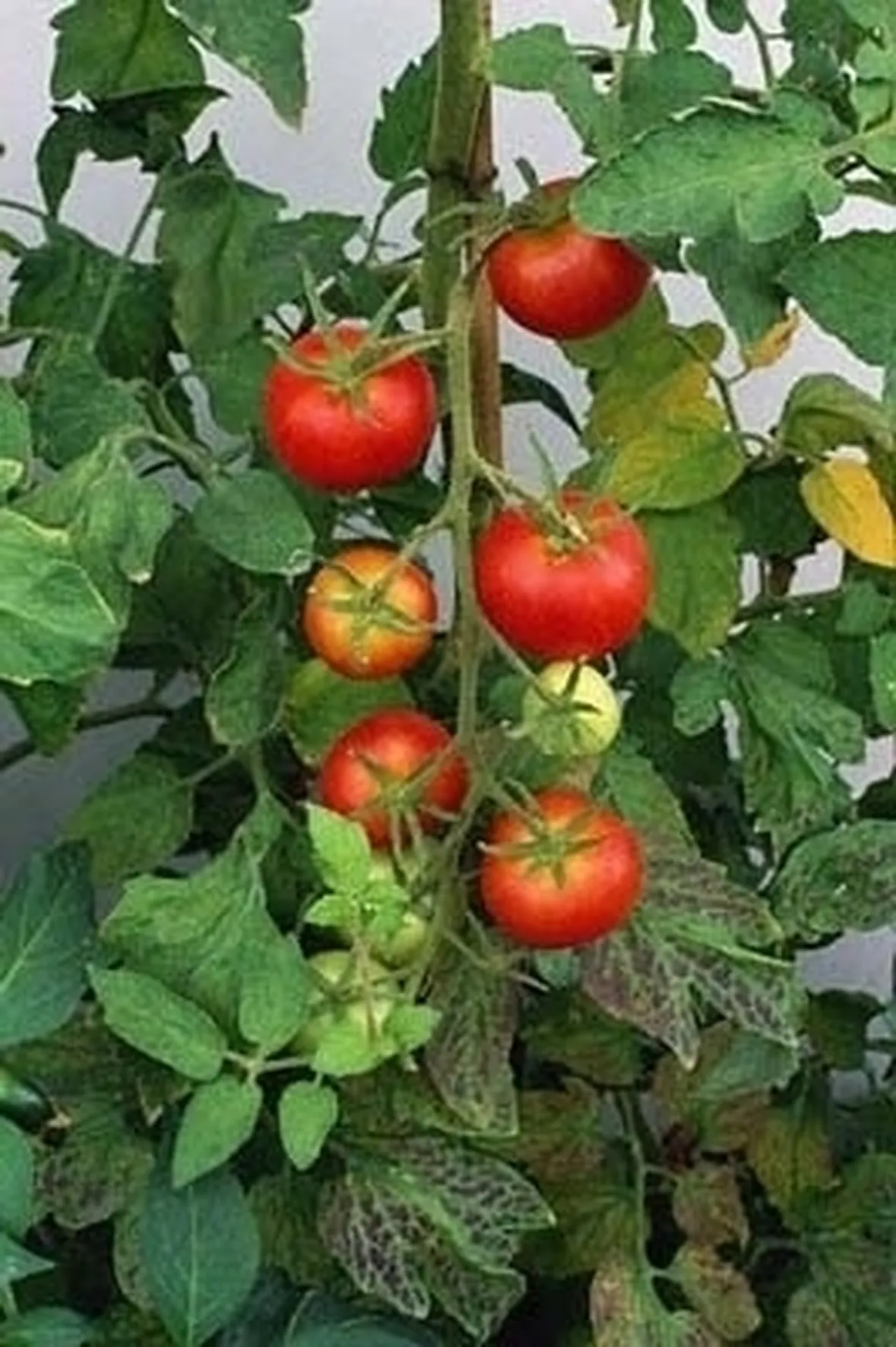 pomodoro coltivazione-7