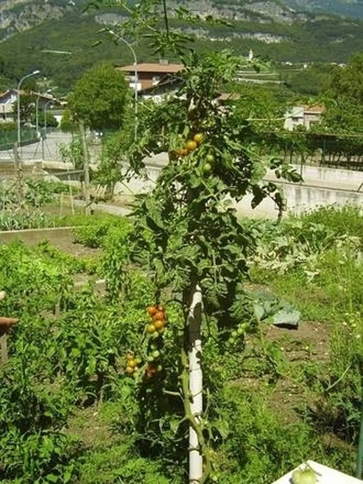 pomodoro coltivazione
