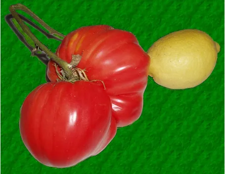 pomodoro malattie-1