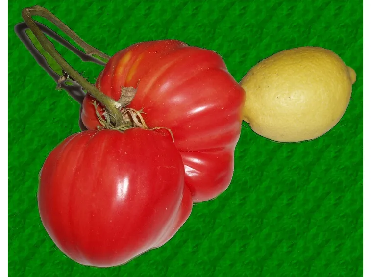 pomodoro malattie-1