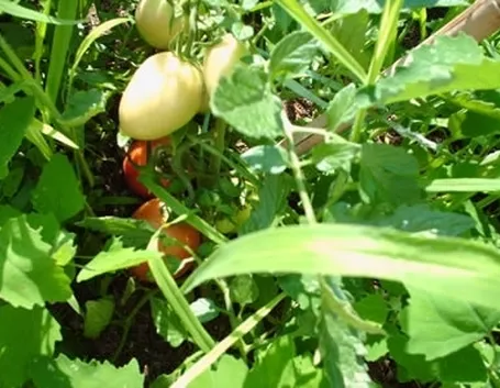 pomodoro malattie-2