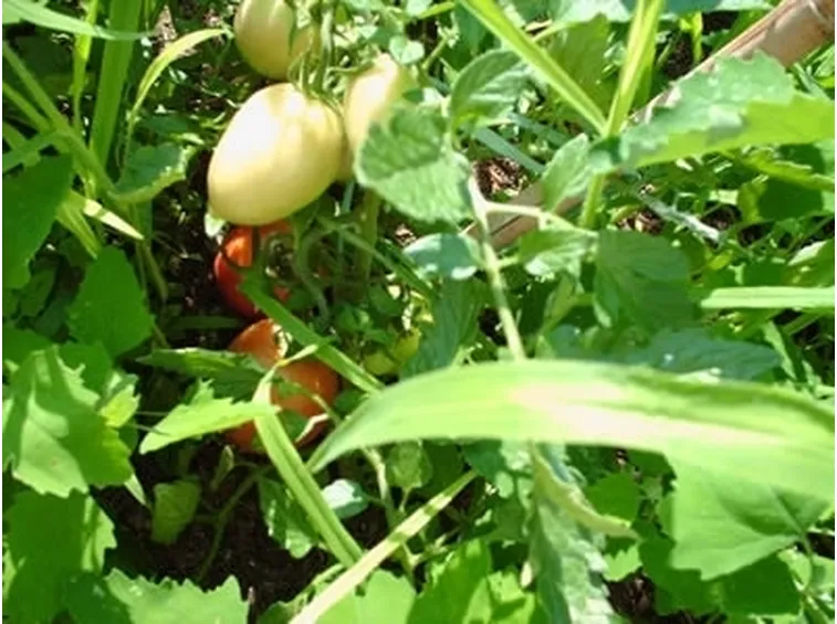 pomodoro malattie-2