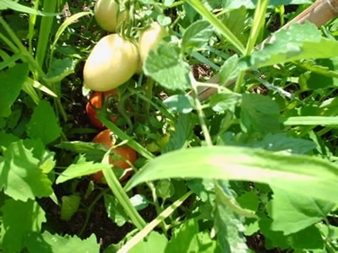 pomodoro malattie-2