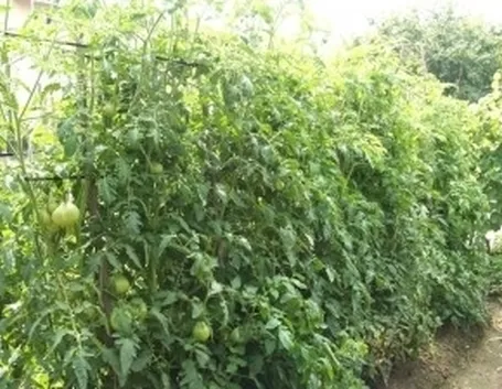 pomodoro malattie-7