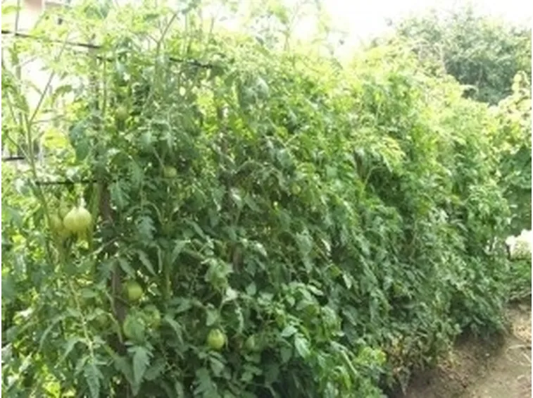 pomodoro malattie-7
