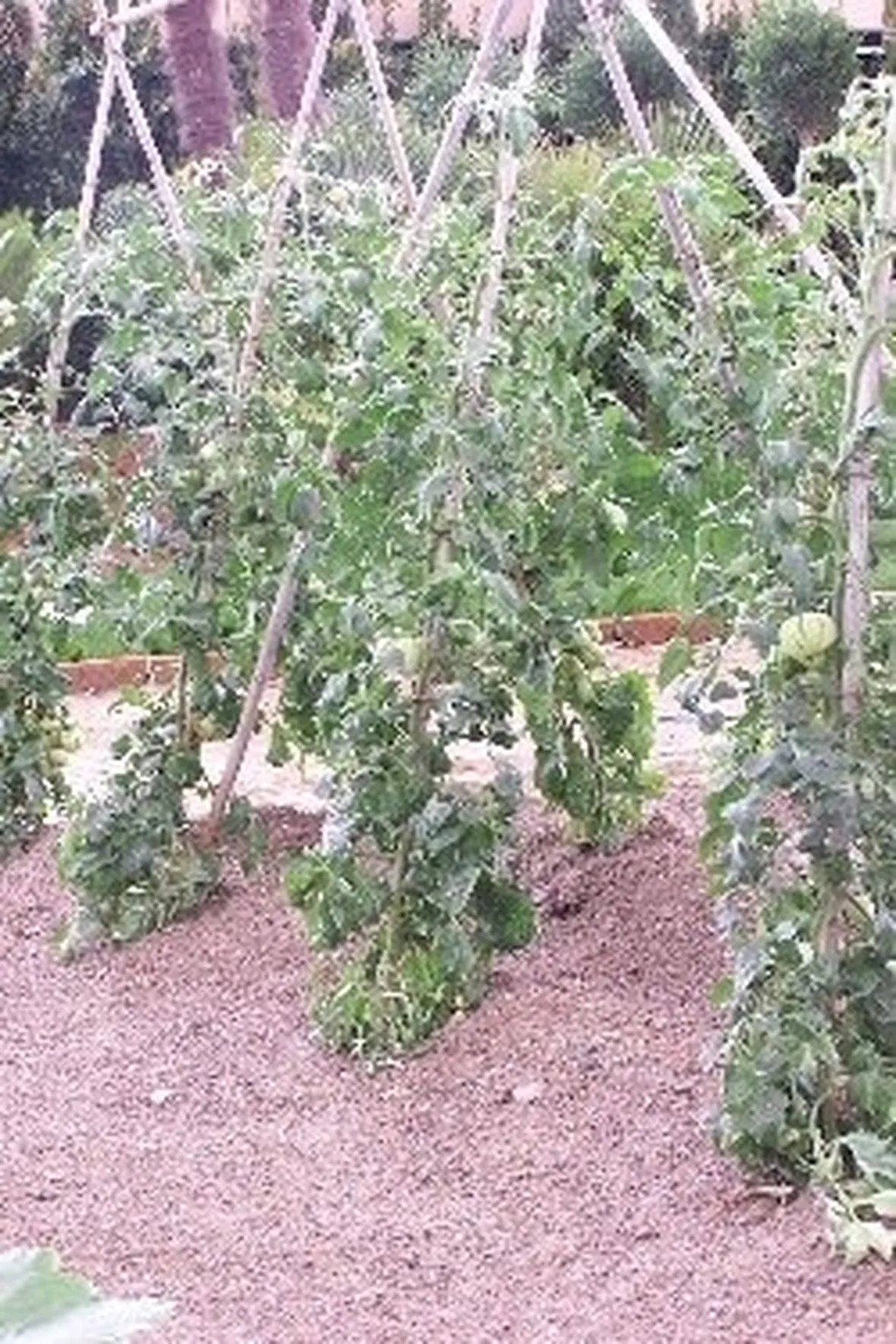 pomodoro malattie-8
