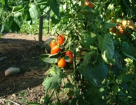 pomodoro malattie-9