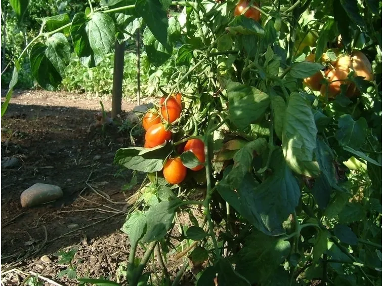 pomodoro malattie-9