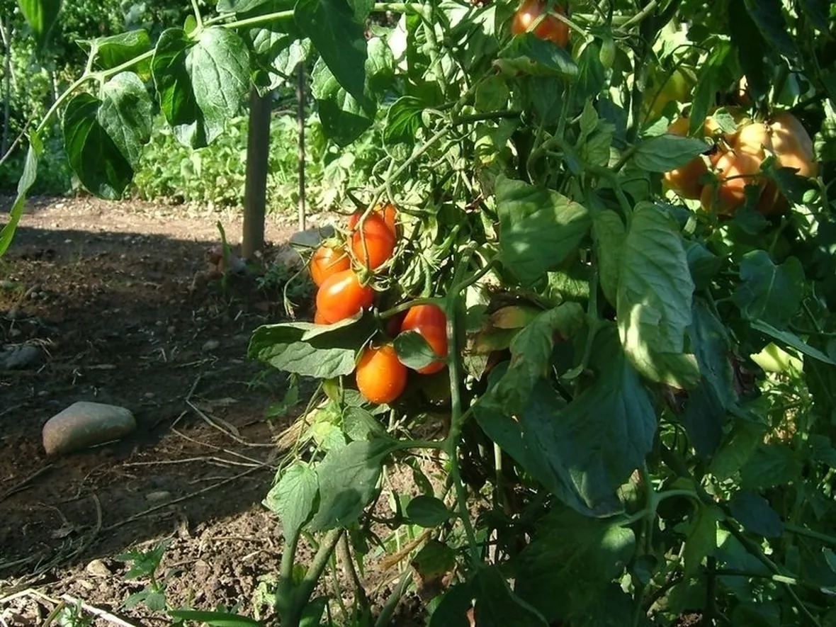 pomodoro malattie-9