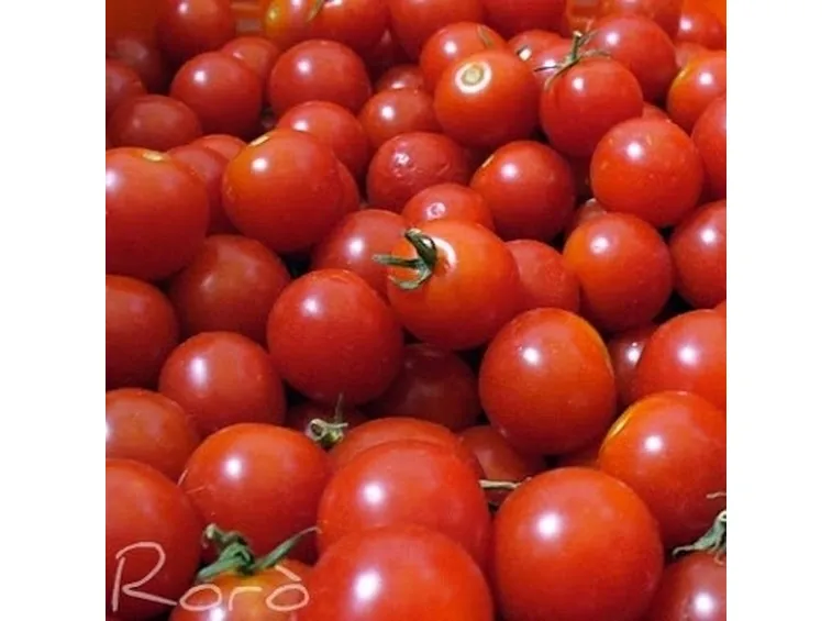 pomodoro malattie