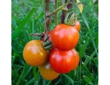 pomodoro nero-1