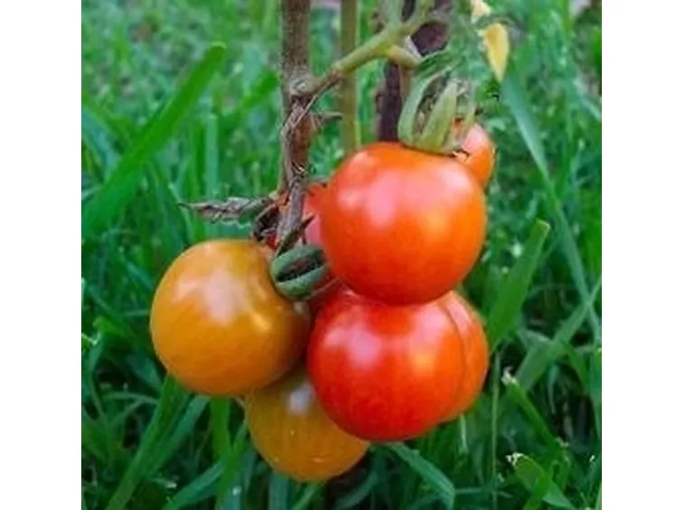 pomodoro nero-1
