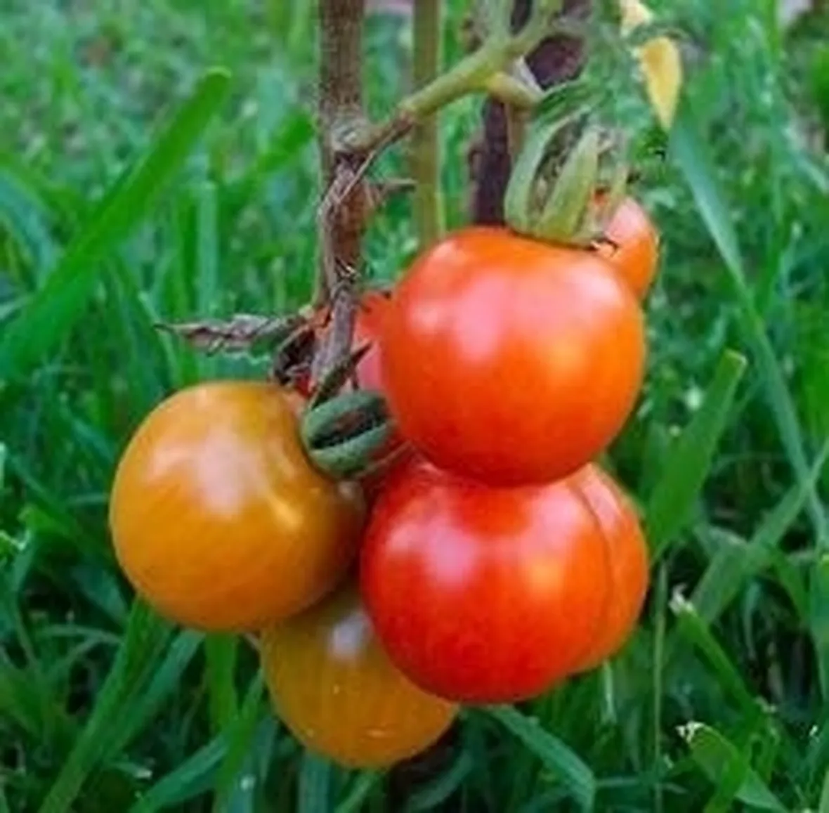 pomodoro nero-1