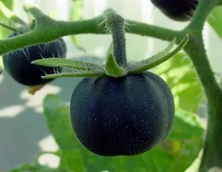 pomodoro nero-2