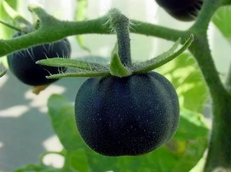 pomodoro nero-2
