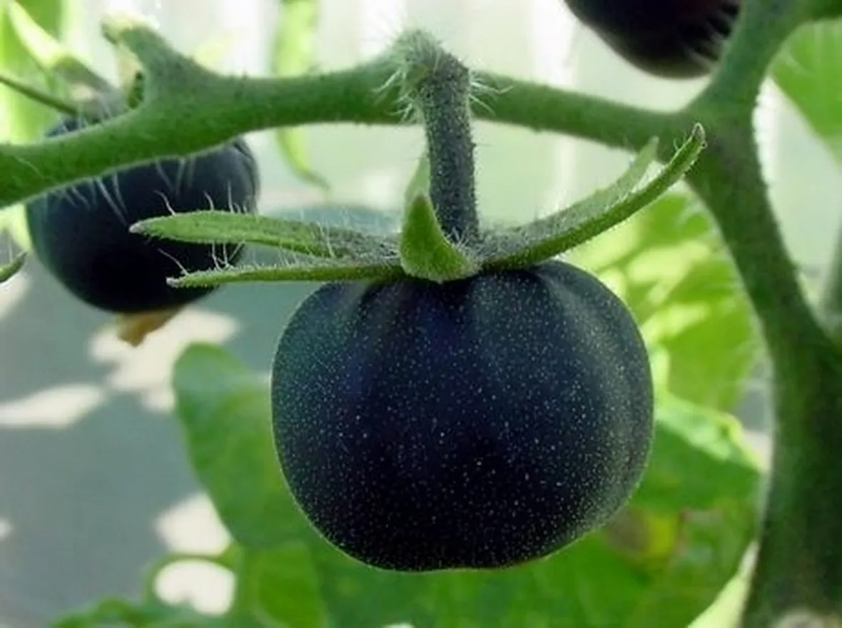 pomodoro nero-2