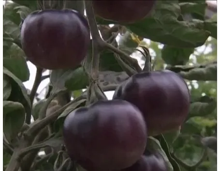 pomodoro nero-6