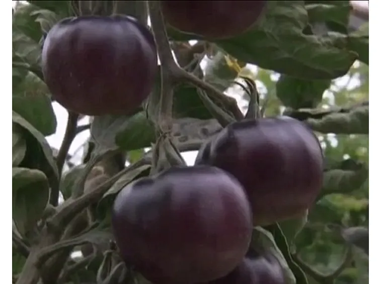 pomodoro nero-6