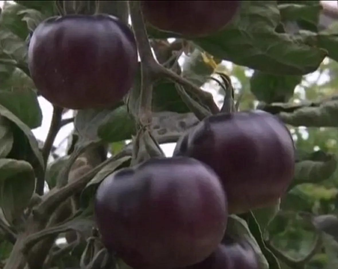pomodoro nero-6