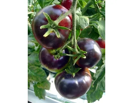 pomodoro nero-7