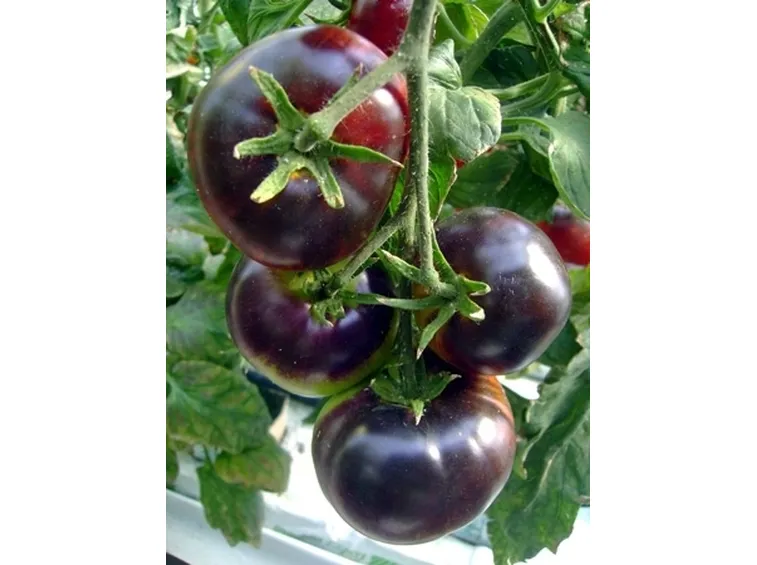 pomodoro nero-7