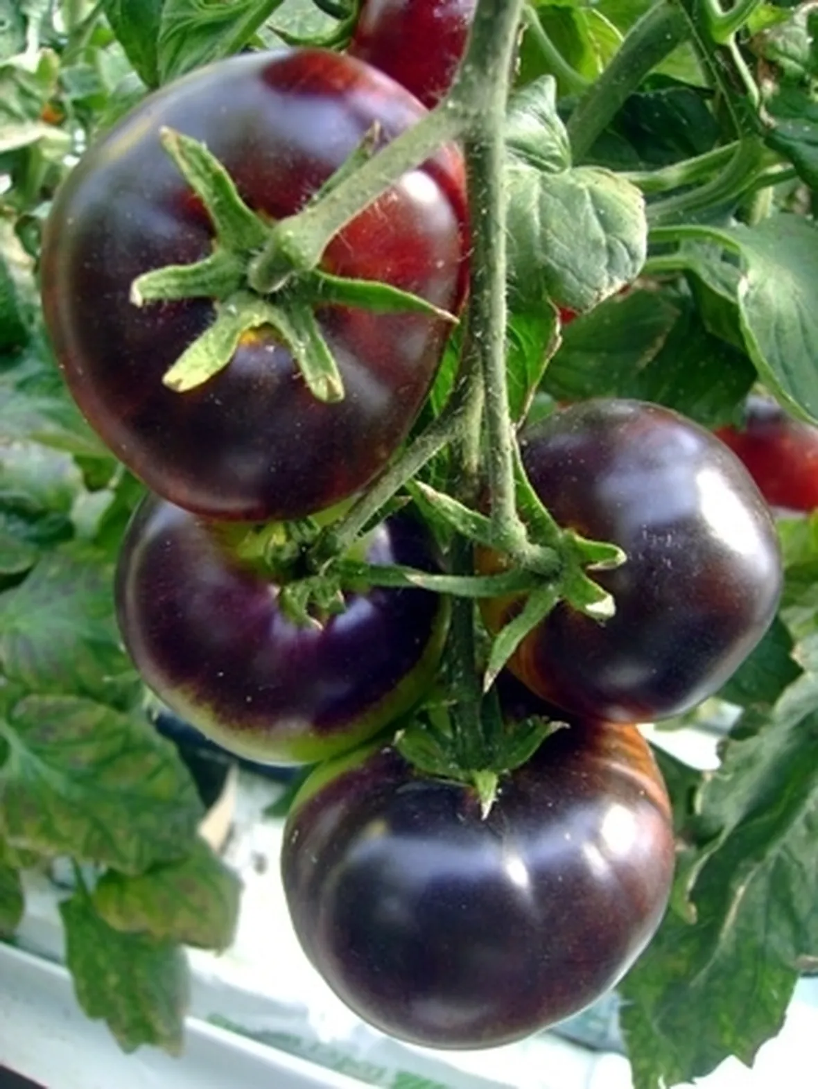 pomodoro nero-7