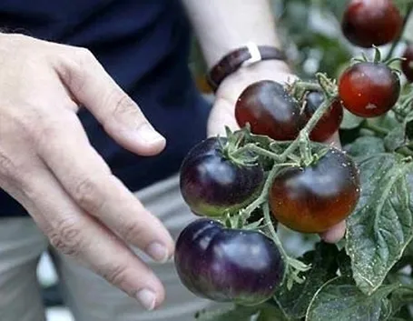 pomodoro nero-8