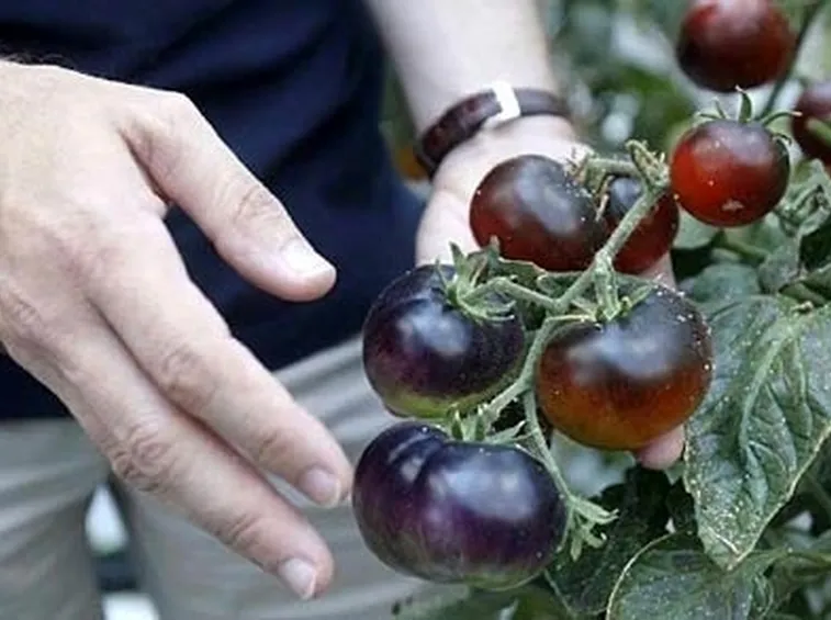 pomodoro nero-8