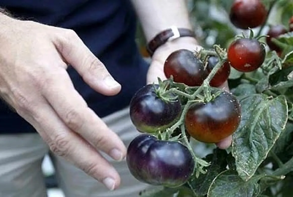 pomodoro nero-8