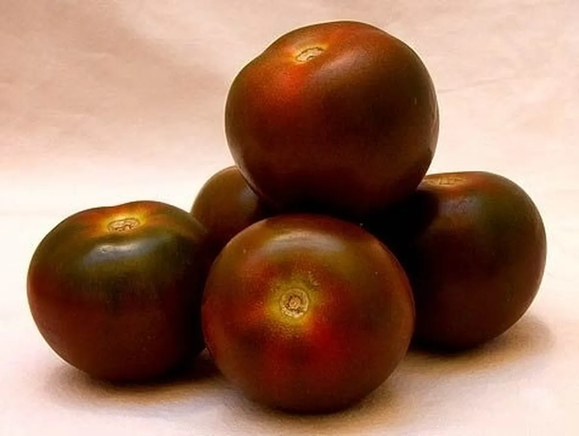 pomodoro nero