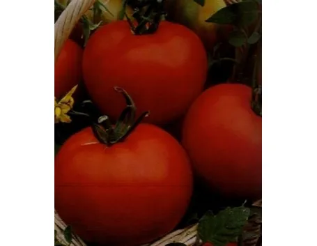 sementi pomodori-1